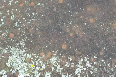 The texture of a rusted metal surface. With a visible growing fungus. Closeup Stock Photos