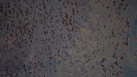 Texture of rusty metal background Stock-Fotos