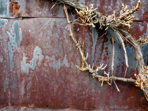 Texture of rusty sheet metal, covered with unbloodied vines Stock Photos