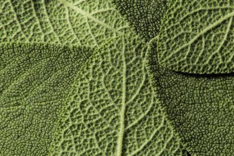 Texture of sage leaves in a circle Foto stock
