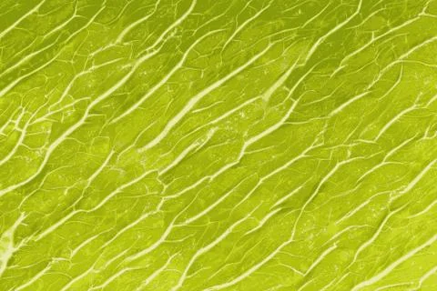 Texture of a salad leaf zoom in macro view Stock Photos