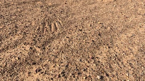 Texture of sand and earth, sand dunes Stock Footage 312164569