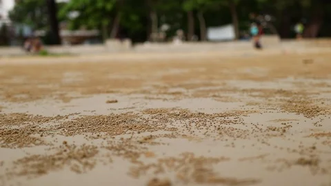 The texture of Sand at Sabah, Malaysia Stock Footage 110770557