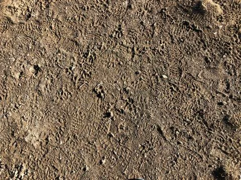 Texture of sand. Sand surface with human footprints and animals footprints. Stock Photos