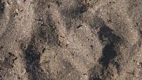 Texture of sand with shells on beach Stock Photos