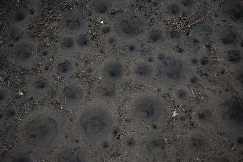 The texture of sands surface with funnel-shaped pit traps built by antlion Foto stock