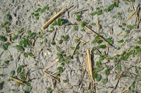Texture of Sandy Lake Shore with Grass Stock Photos