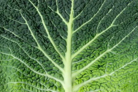 Texture of savoy cabbage leaf Stock Photos