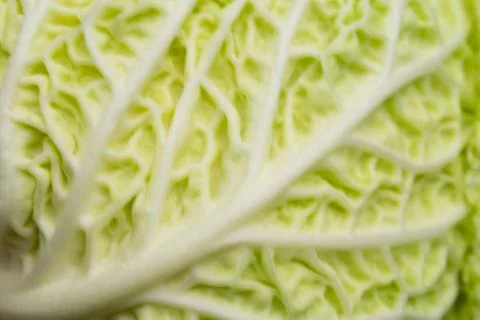 Texture of savoy cabbage Stock Photos