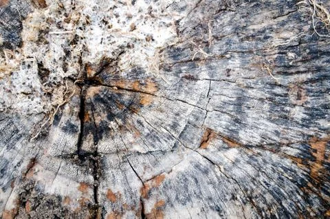 Texture of saw cut the old tree stump timber background Stock Photos