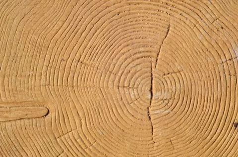 Texture saw cut the tree Stock Photos