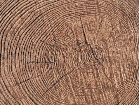 Texture saw cut the tree Stock Photos