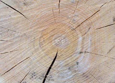 Texture saw cut the tree Stock Photos