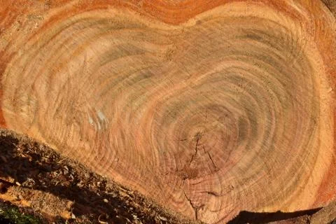 The texture of the sawed tree trunk cherry. Close-up. Stock Photos