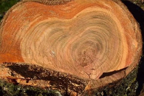 The texture of the sawed tree trunk cherry. Close-up. Stock Photos