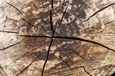 Texture of sawed tree trunk, close-up Stock Photos