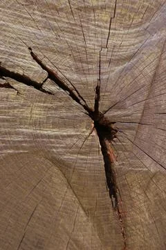 Texture of sawed tree trunk, close-up Stock Photos
