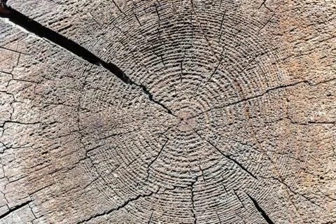 The texture of the sawn end of an old log Stock Photos