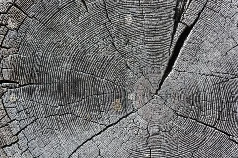 The texture of the sawn end of an old log Stock Photos