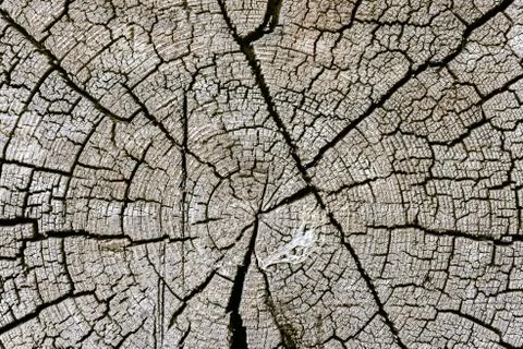 The texture of the sawn end of an old log Stock Photos