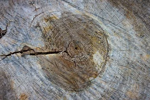 The texture of sawn timber. Stock Photos