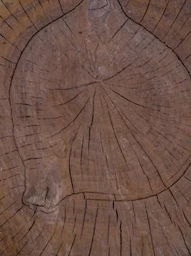 Texture of sawn wood Stock Photos
