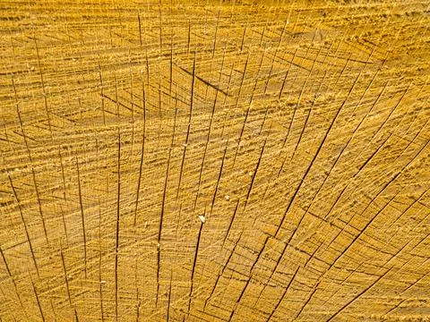 Texture of sawn wood Stock Photos