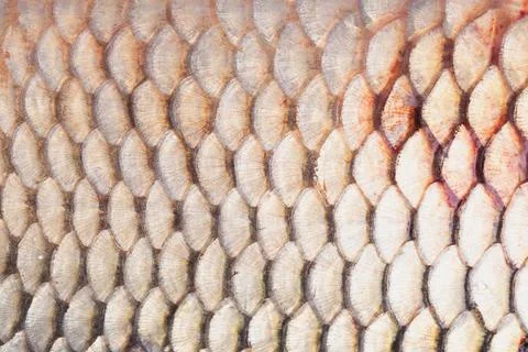 The texture of the scales of the carp fish. Soft focus Stock Photos