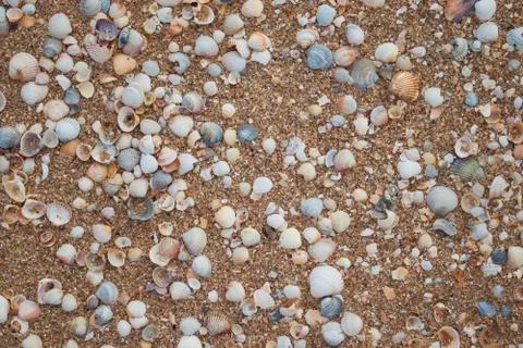 Texture with sea shells and sand. Beach theme. Natural background, top view Foto stock