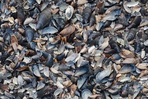 Texture of sea shells on the beach, top viev Stock Photos