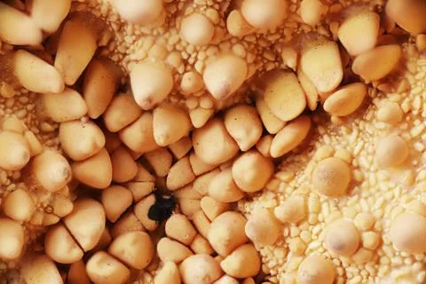 Texture of sea shells Stock Photos