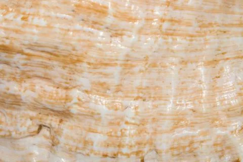 The texture of a sea shell.Seashell background. Stock Photos