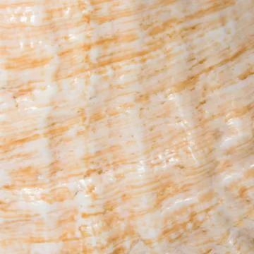 The texture of a sea shell.Seashell background. Stock Photos