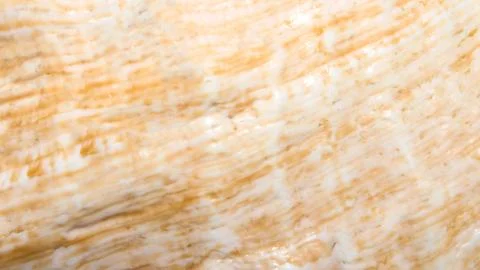 The texture of a sea shell.Seashell background. Stock Photos