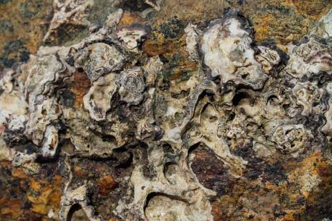 Texture of sea stone with rust Stock Photos