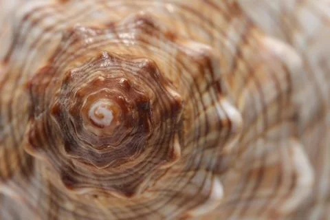 Texture of seashell as background, macro view Foto stock