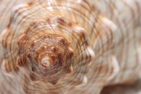 Texture of seashell as background, macro view 스톡 사진