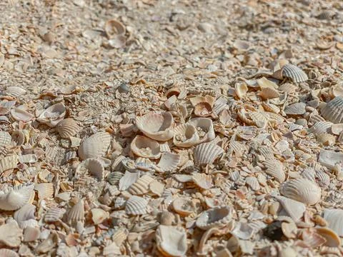 The texture of the seashell sandy beach on the seashore. Close-up, concept of Stock Photos