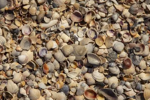 Texture of seashells on the seashore 库存照片