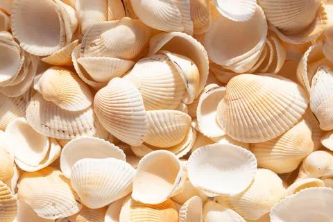 Texture of seashells on which sunlight falls. Background of a large number of Foto stock