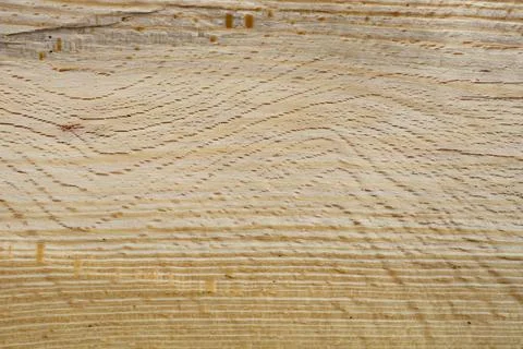 Texture of a   section of a beech tree trunk closeup. Foto stock