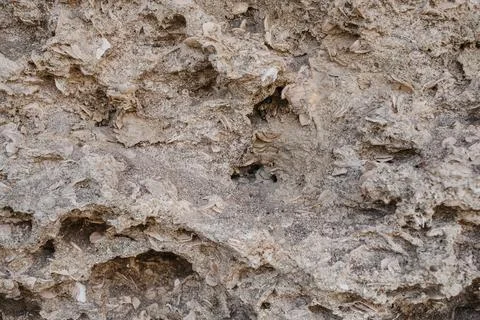 Texture of sedimentary limestone rock with shells 스톡 사진