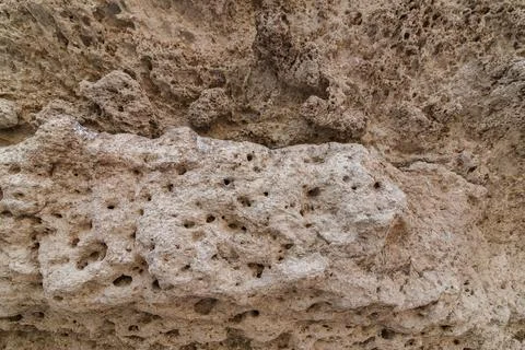 Texture of sedimentary limestone rock with shells Stock Photos