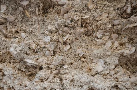 Texture of sedimentary limestone rock with shells Stock Photos