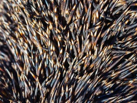 The texture of the set of needles hedgehog closeup Stock Photos