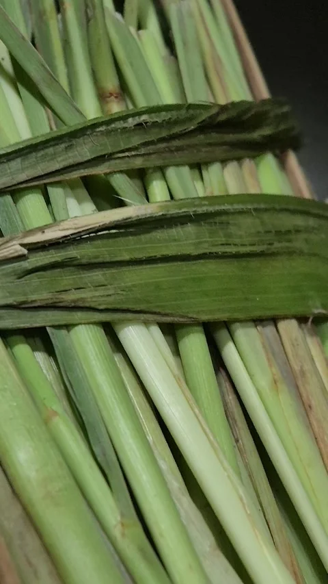 Texture of several lemongrass plants Stock Footage 317371930