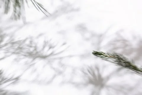 Texture of Shadow of Christmas tree Stock Photos