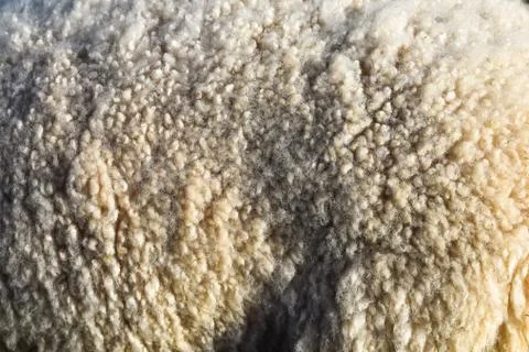 The texture of sheep wool. Close-up of a sheep. Stock Photos