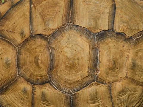 Texture of the shell of an african tortoise Stock Photos