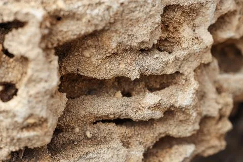 Texture of shell rock as background, closeup Stock Photos